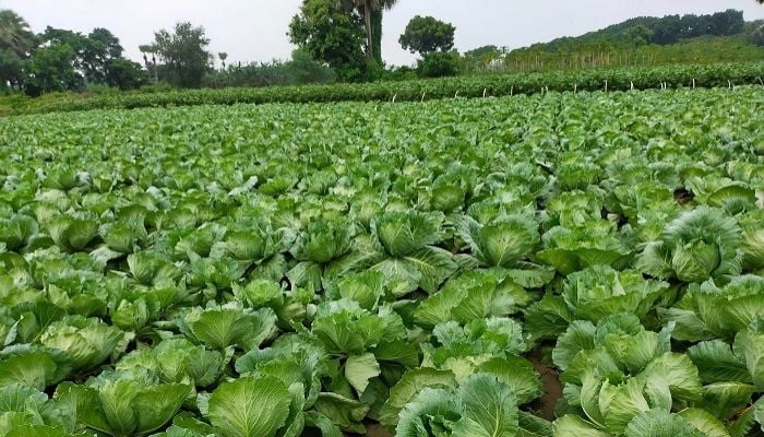 Summer cabbage farming gains popularity