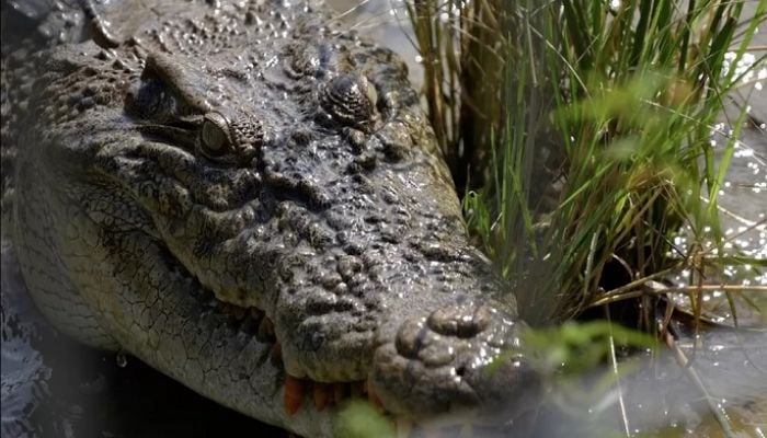 Why Indonesia can’t stop crocodile attacks