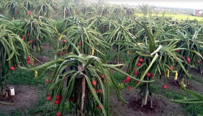 Dragon farming gains popularity in Rajshahi