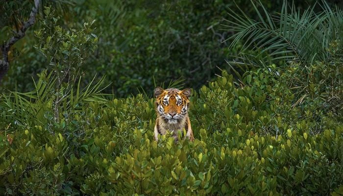 Steely gaze of young tigress wins award