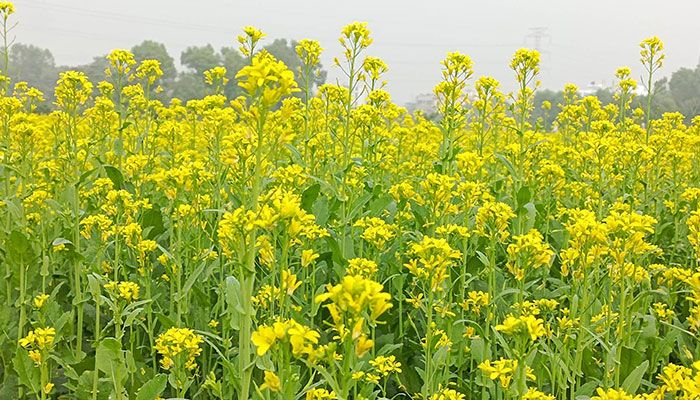 Farmers to get all out support to cultivate BARI Sarisa-14