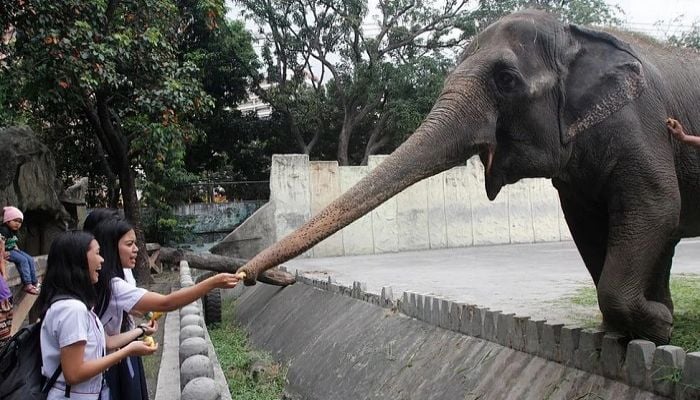 World's 'saddest' elephant dies in Manila zoo