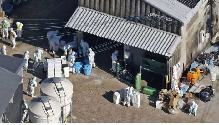Japan to cull 40,000 birds after detecting bird flu