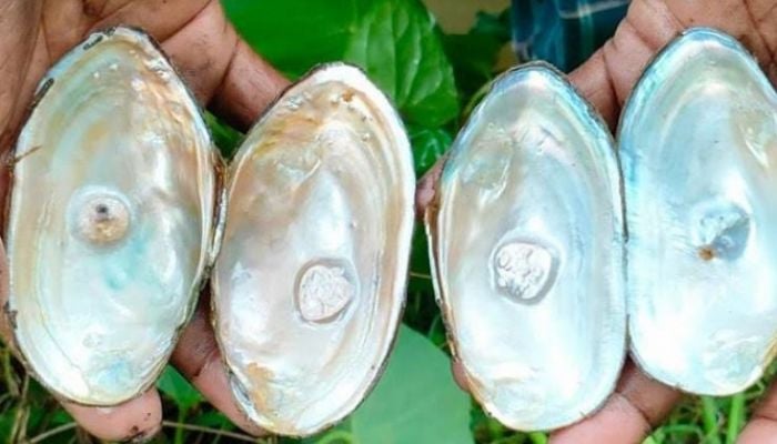 Pearl farming gaining popularity in Barguna