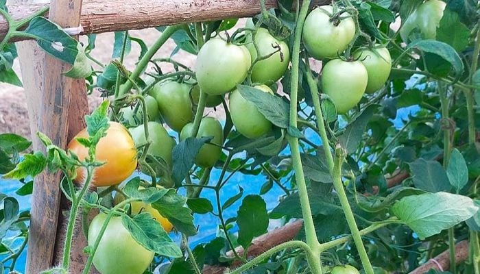 Farmers happy with summer tomato farming
