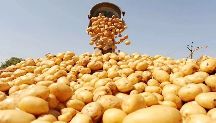 Wholesale price of potatoes falls as Indian potatoes arrive