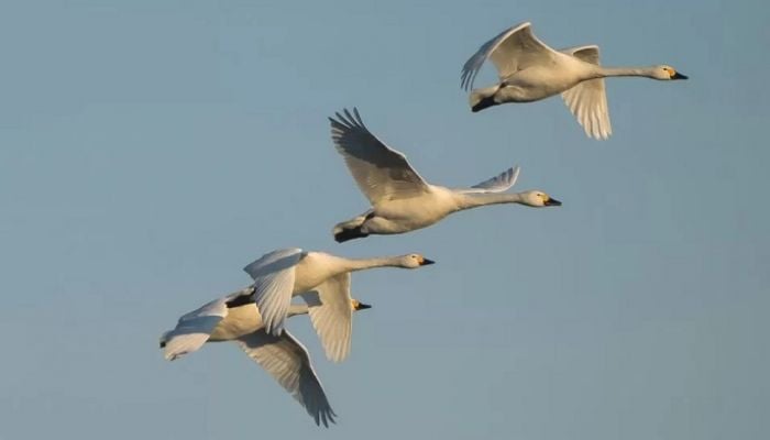 Fewer wild swans returning to UK in winter