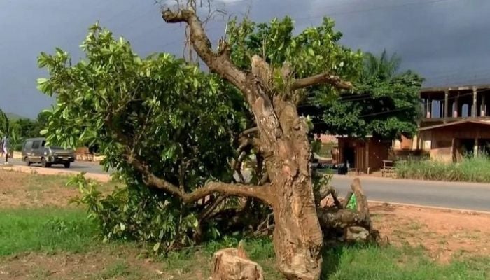 Ghana outrage after 300-year-old tree felled