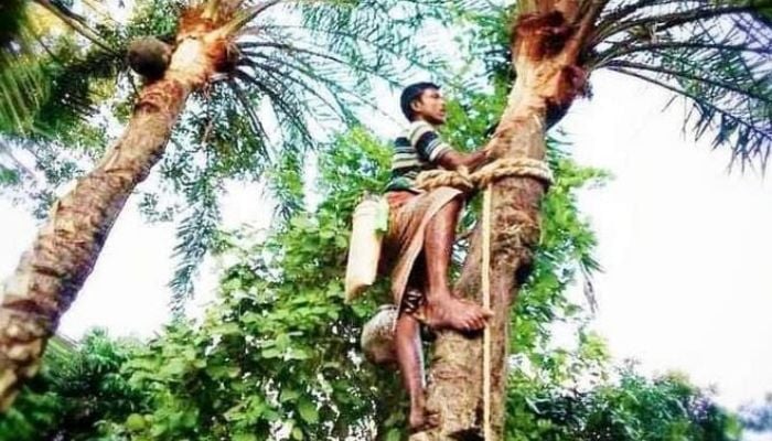 DGHS warns against drinking raw date juice