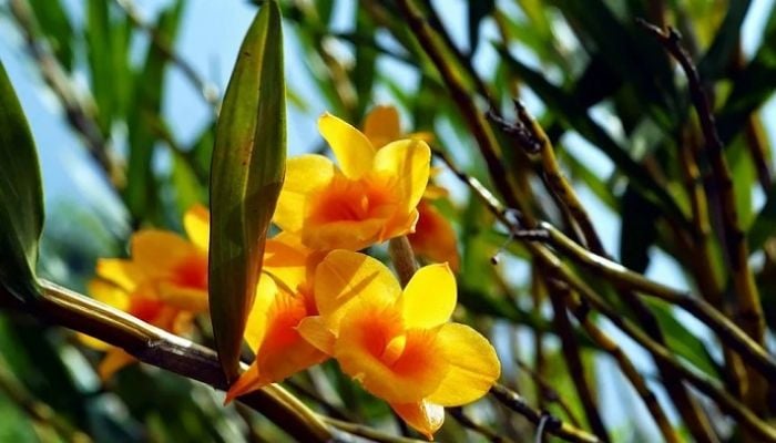 The 'God Flower' vanishing because of climate change