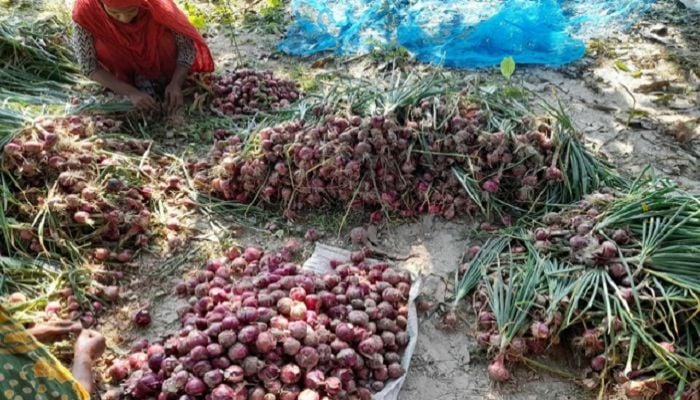 Summer onion farming prospect bright in Rajshahi