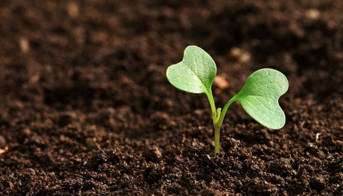 World Soil Day today