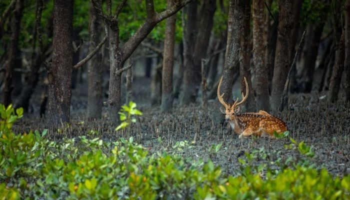 Govt initiatives help improve Sundarbans ecosystem, biodiversity