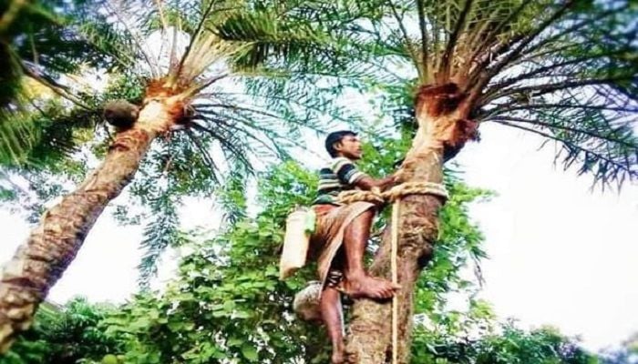 Date juice changes many people fate in Rajshahi during winter