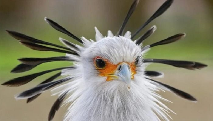 Africa's large birds of prey facing 'extinction crisis': study