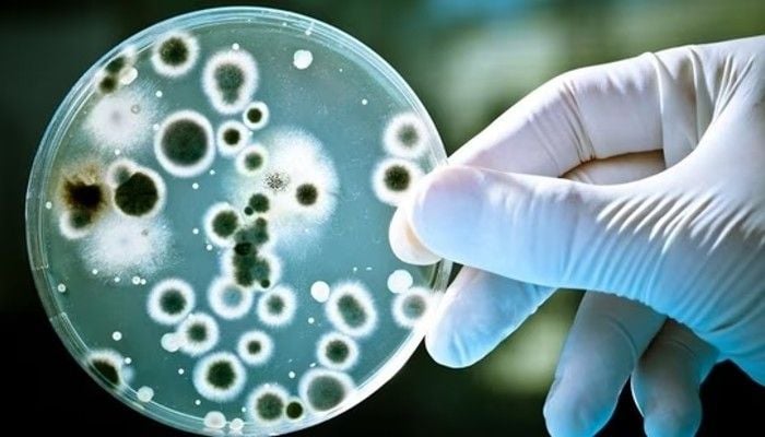Future pandemic could be 20 times deadlier than Covid: WHO