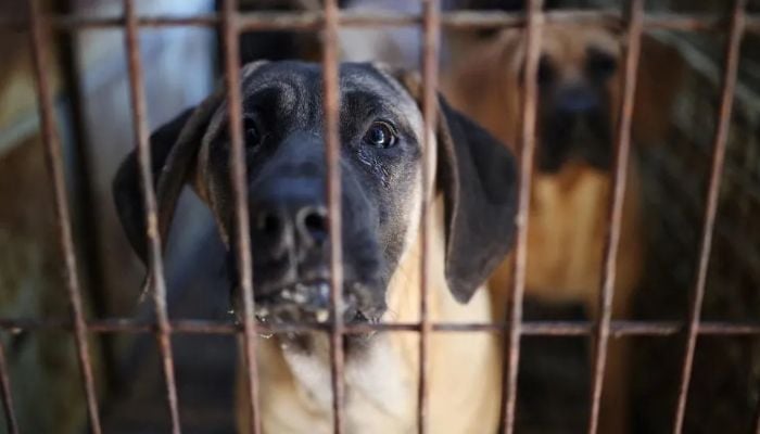 South Korea passes law banning dog meat trade