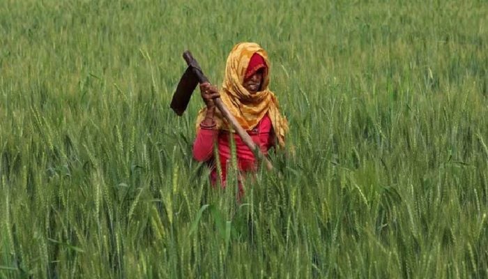 India may earmark $48bn for next year's food, fertiliser subsidies