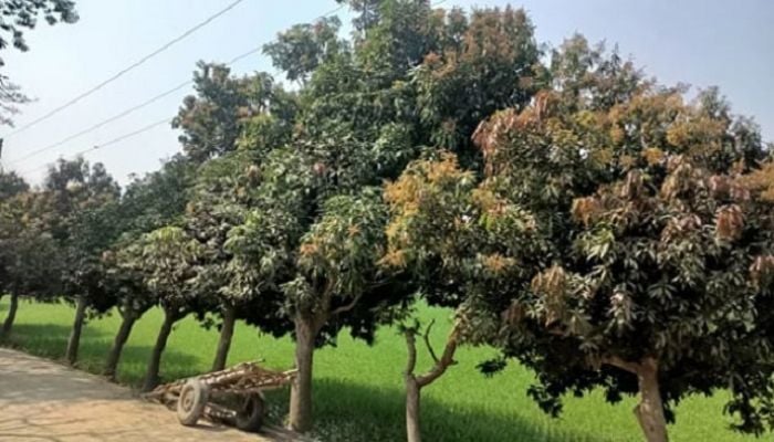 Advanced flowering predicts bumper mango yield in Rajshahi