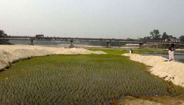 Panchagarh sees full-swing Boro cultivation