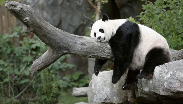 China plans to send more pandas to US zoo