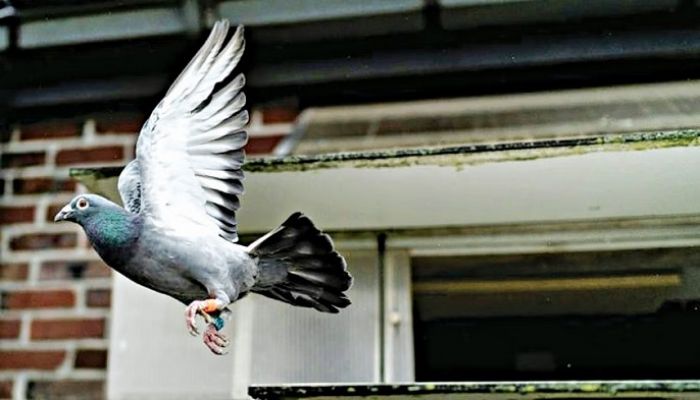 India releases pigeon wrongfully accused of spying