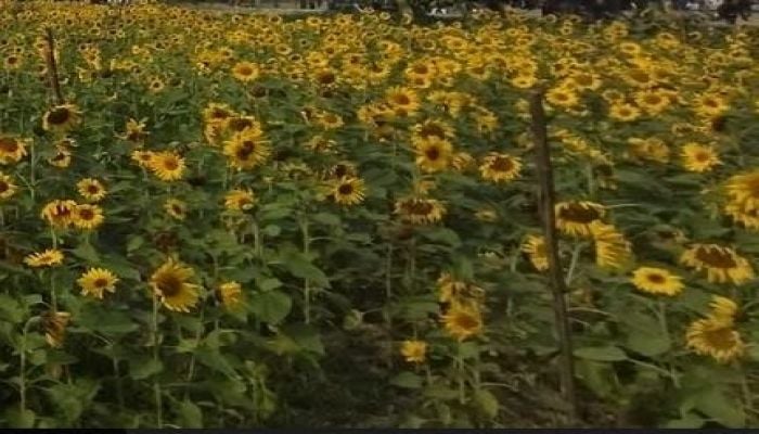 Sunflower cultivation gains popularity in Rangpur