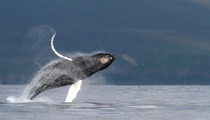 Whale song mystery solved by scientists
