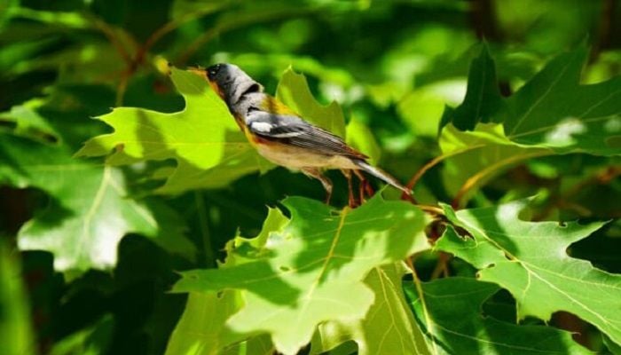 Birds, beetles, bugs could help replace pesticides: study