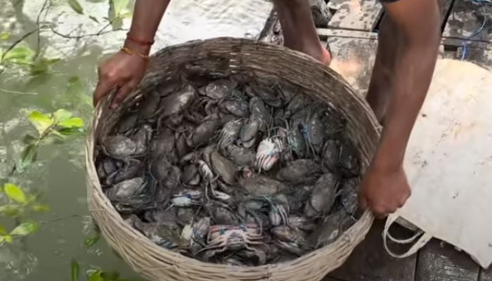 Crab fishing begins in Sundarbans