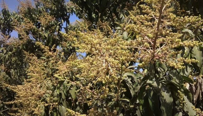 Mango trees in full bloom in C’nawabganj