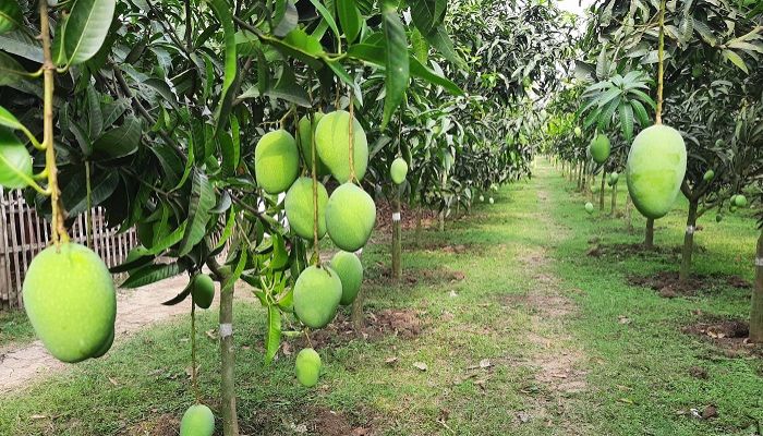 High density mango plantation method doubles yield in Barind