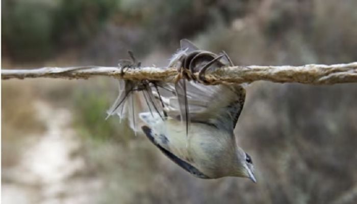 More than 400,000 songbirds killed by organised crime in Cyprus