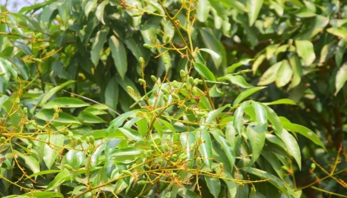 Rising litchi acreage draws bumper yield hope in Rajshahi