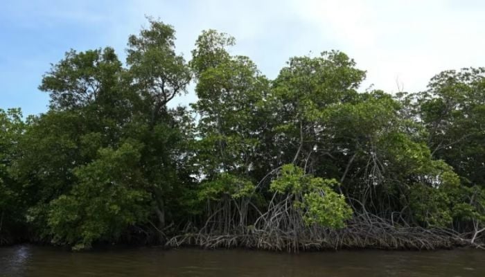 Half of the world's mangrove ecosystems at risk