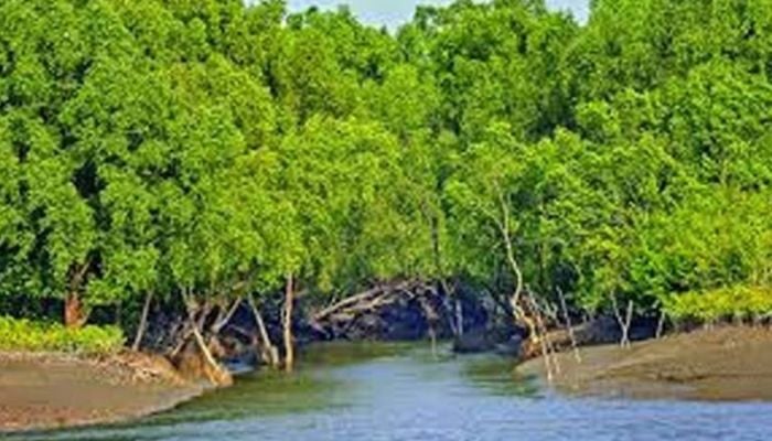 15 more deer carcasses recovered from Sundarbans