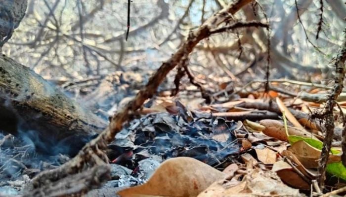 Fire in the Sundarbans completely under control 