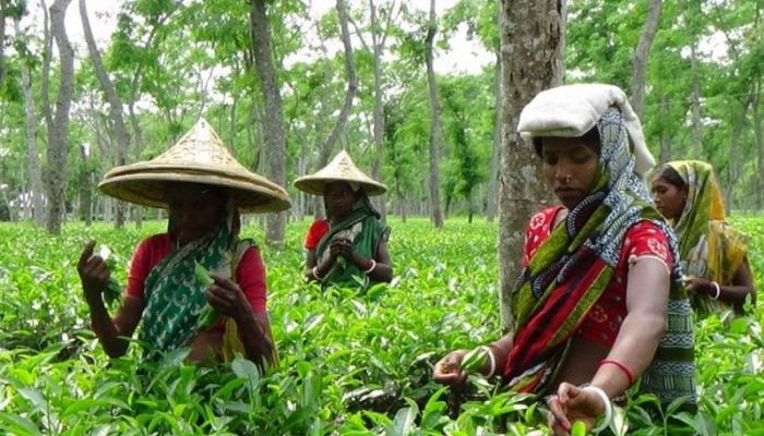 Tea Workers' Day today