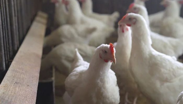 WHO confirms first human death from bird flu in Mexico