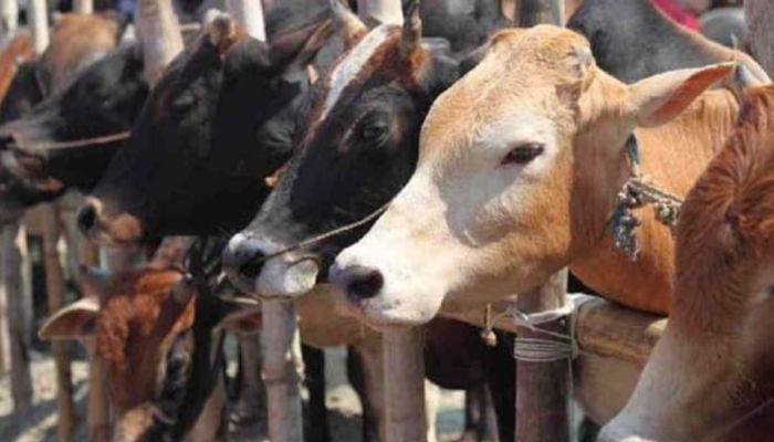 Sale of sacrificial animals to begin Thursday in Dhaka's cattle markets