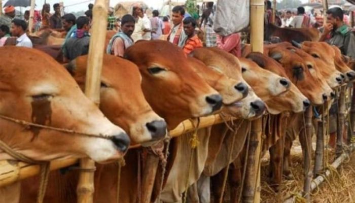 Over 1.04cr animals sacrificed on Eid-ul-Azha this year