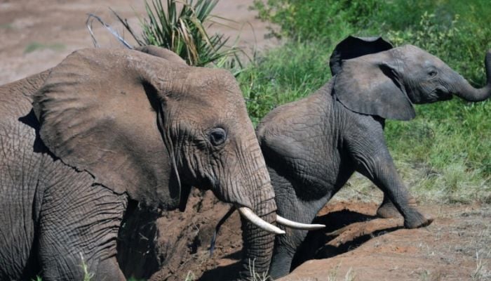 Elephants call each other by name: Study