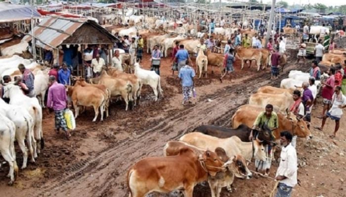 Govt fixes rawhide price for sacrificial animals