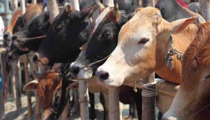 Sacrificial animal sale begins in city's 20 cattle markets