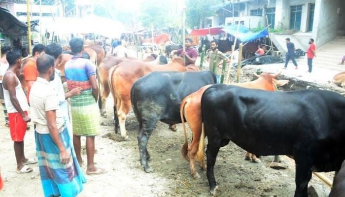 Sacrificial cattle sales gain momentum in capital, price also reasonable