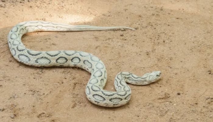 Health minister urges people not to panic over Russell's viper