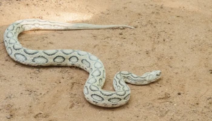 80% of snakes killed are harmless, none are Russell's viper