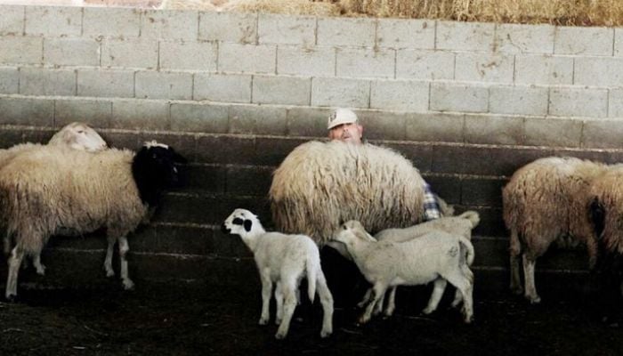 Greece bans moving goats and sheep as 'goat plague' spreads