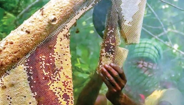Sundarbans’ honey being registered as GI product of Bangladesh