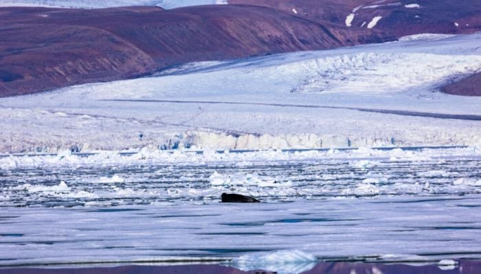 Net zero goal critical to Earth's stability: study